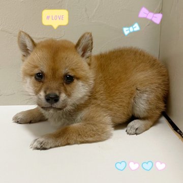 柴犬(豆柴)【東京都・女の子・2025年8月15日・赤】の写真「♡豆柴犬　赤の女の子♡」