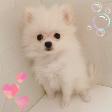 ポメラニアン【東京都・女の子・2025年6月27日・クリーム】の写真「♡ポメラニアン　クリームの女の子♡」