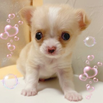 チワワ(ロング)【東京都・男の子・2025年8月17日・クリーム&ホワイト】の写真「♡チワワ　クリーム＆ホワイトの男の子♡」