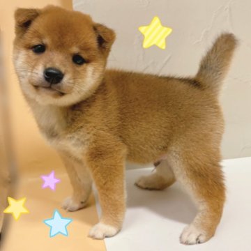 柴犬(豆柴)【東京都・男の子・2025年8月23日・赤】の写真「♡豆柴犬　赤の男の子♡」