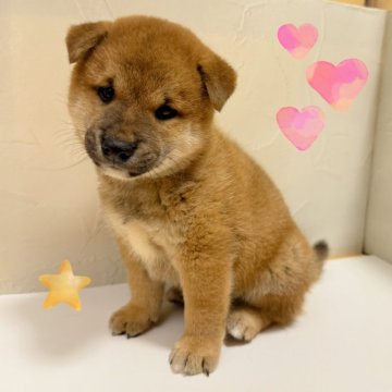 柴犬(標準サイズ)【東京都・男の子・2025年8月3日・赤】の写真「♡柴犬　赤の男の子♡」