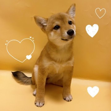 柴犬(豆柴)【東京都・女の子・2025年6月20日・赤】の写真「♡豆柴犬　赤の女の子♡」
