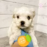 マルチーズ