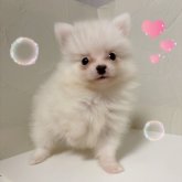 ポメラニアン