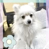 ポメラニアン