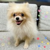ポメラニアン