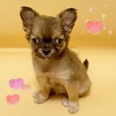 チワワ(ロング)