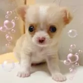 チワワ(ロング)