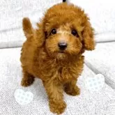 タイニープードル