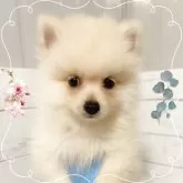 ポメラニアン