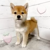 豆柴
