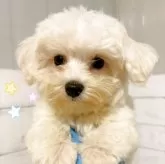 マルチーズ