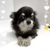 チワワ(ロング)
