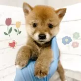 豆柴