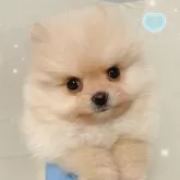 ポメラニアン