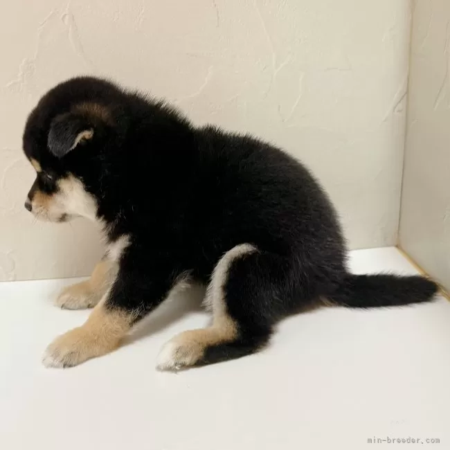 柴犬ノラ黒さま④ 柴犬【東京都・男の子・2025年8月3日・黒】♡柴犬 黒の男の子