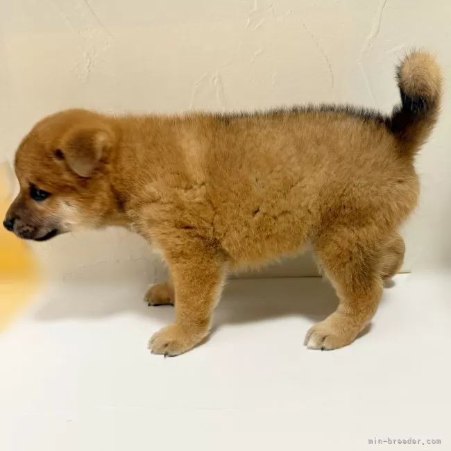 柴犬【東京都・男の子・2025年8月3日・赤】♡柴犬 赤の男の子