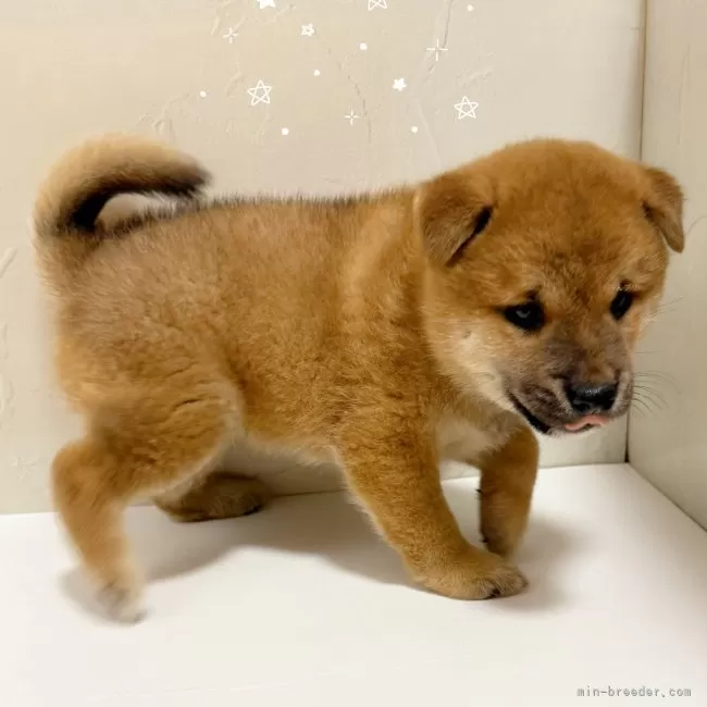 柴犬【東京都・男の子・2025年8月3日・赤】♡柴犬 赤の男の子