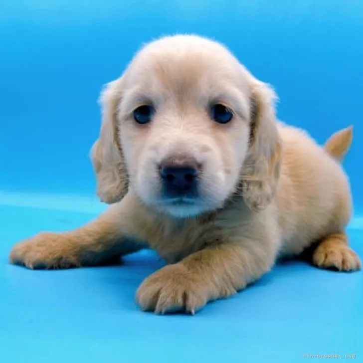 ID:2208-00517の子犬