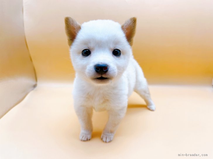 豆柴 東京都 男の子 22年2月28日 白 極小サイズの白豆柴の男の子 みんなのブリーダー 子犬id 24 024