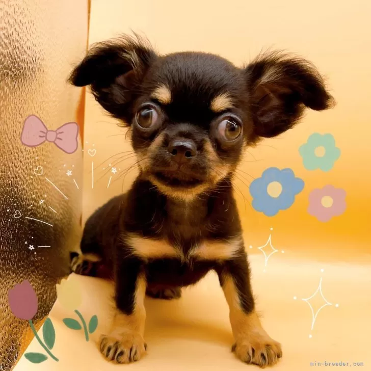 ID：2408-00617の子犬