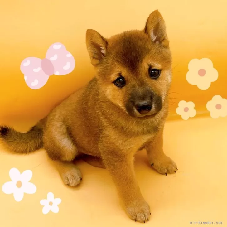 ID:2410-02667の子犬