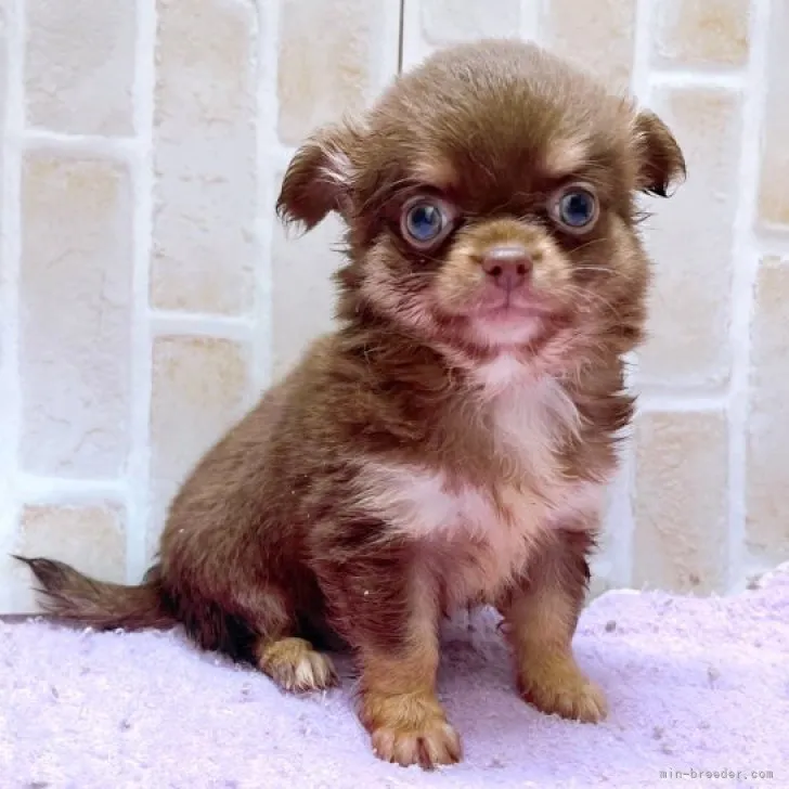 ID:2302-04254の子犬