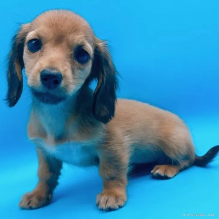 ID:2307-04018の子犬