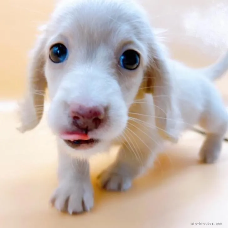 ID：2206-03243の子犬