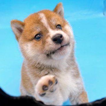 柴犬(豆柴)【東京都・男の子・2023年3月20日・赤】の写真「♡♡豆柴サイズの男の子♡♡」