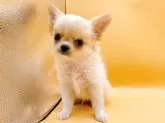 チワワ(ロング)【東京都・男の子・2024年5月12日・クリーム】の写真4