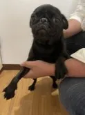 パグ【東京都・女の子・2021年5月5日・ブラック】の写真5
