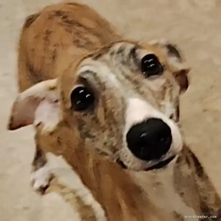 ID：2406-03916の子犬