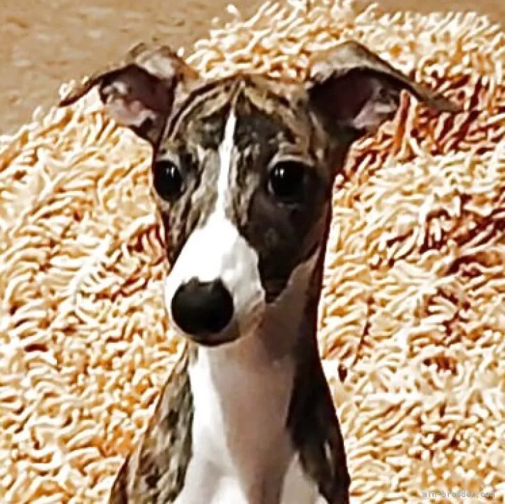 ウィペット【北海道・女の子・2024年12月6日・ブリンドル &amp; ホワイト】の写真1