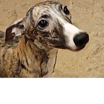ウィペット【北海道・男の子・2024年4月24日・ブリンドル & ホワイト】の写真「両親オーガニック犬　祖母コーシングCH　長男B　」