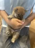 柴犬(標準サイズ)【福岡県・男の子・2025年8月3日・赤】の写真5