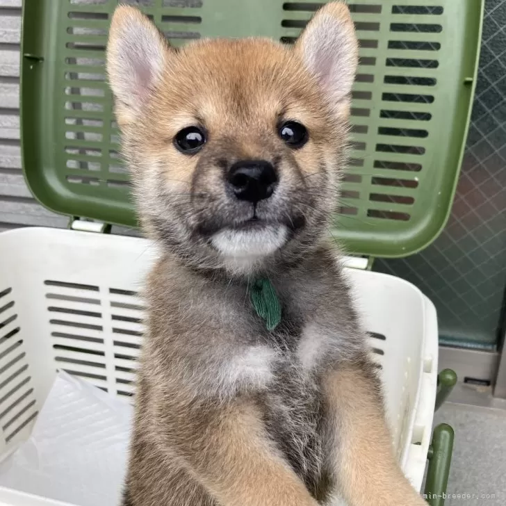 柴犬(標準サイズ)【福岡県・男の子・2025年8月3日・赤】の写真1