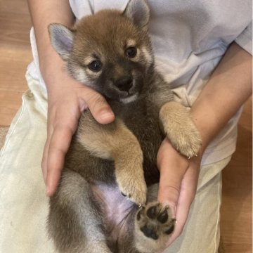 柴犬(標準サイズ)【福岡県・女の子・2025年8月3日・赤】の写真「豆柴タイプ♡女の子らしいかわいいお顔をしています！」