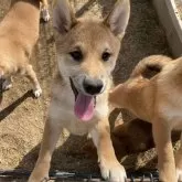 柴犬(標準サイズ)