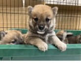 柴犬(標準サイズ)