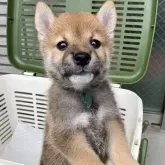 柴犬(標準サイズ)