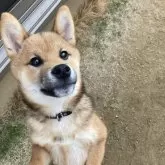 柴犬(標準サイズ)