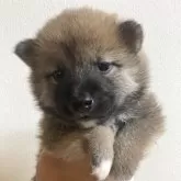 柴犬(標準サイズ)