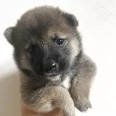柴犬(標準サイズ)