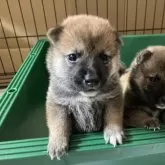 柴犬(標準サイズ)【福岡県・男の子・2025年8月3日・赤】の写真2