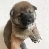 柴犬(標準サイズ)【福岡県・男の子・2025年8月3日・赤】の写真3
