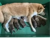 柴犬(標準サイズ)【福岡県・男の子・2025年8月3日・赤】の写真4「左から2番目の子です」