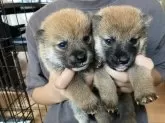 柴犬(標準サイズ)【福岡県・女の子・2025年8月3日・赤】の写真4「右の子です」