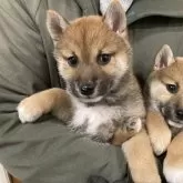 柴犬(標準サイズ)【福岡県・男の子・2024年11月12日・赤】の写真5