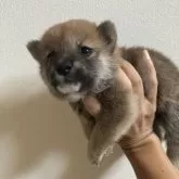 柴犬(標準サイズ)【福岡県・男の子・2025年8月3日・赤】の写真9